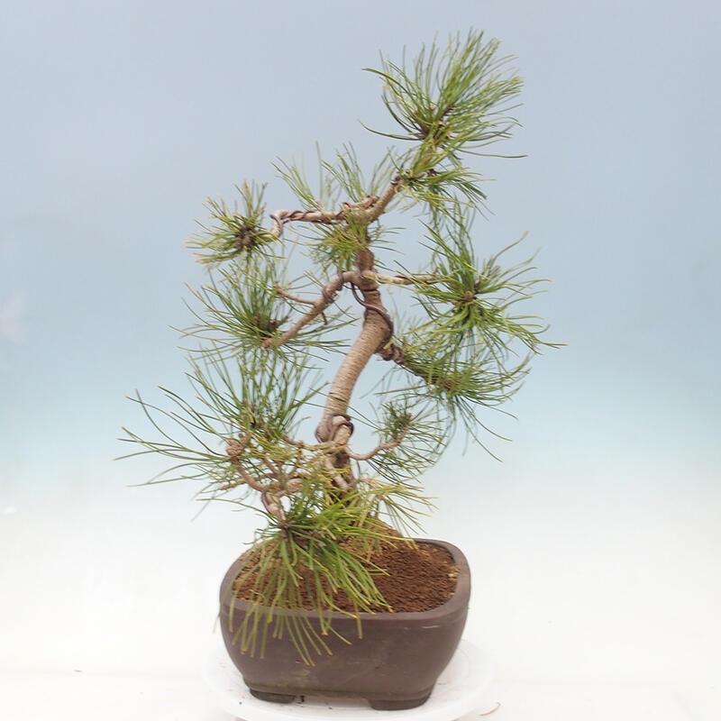 Bonsai im Freien - Pinus mugo - Kniende Kiefer