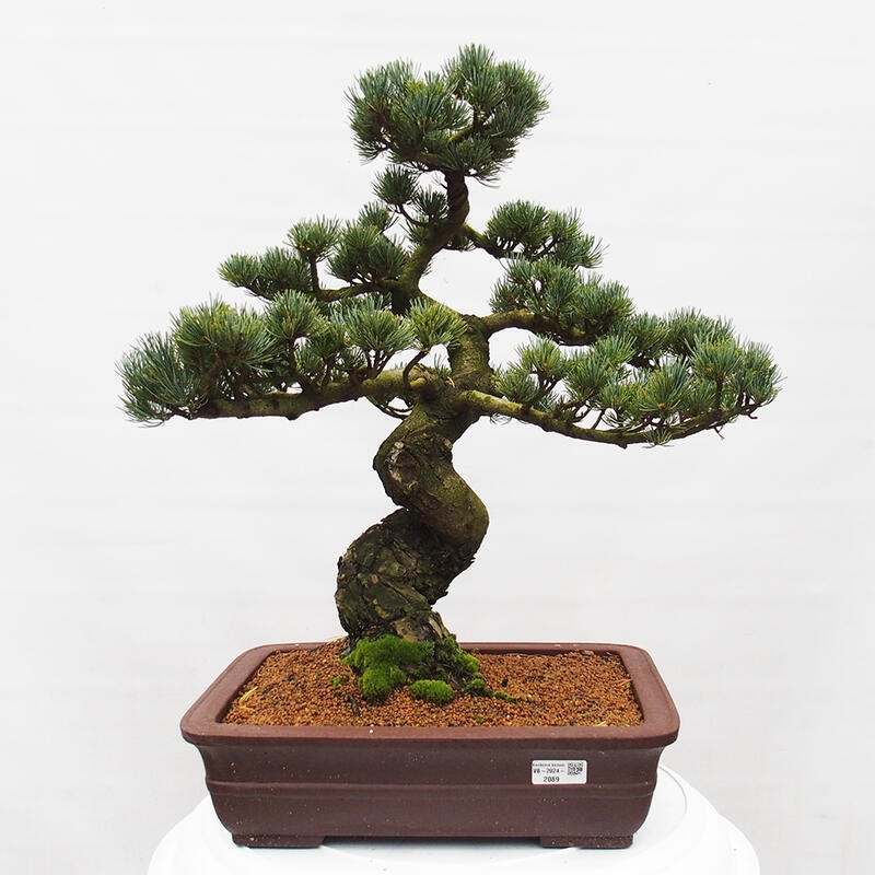 Bonsai im Freien - Pinus parviflora - kleine Kiefer