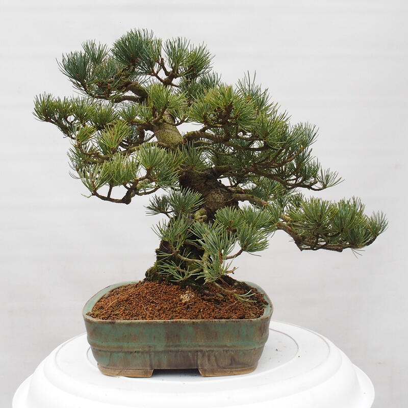 Bonsai im Freien - Pinus parviflora - kleine Kiefer