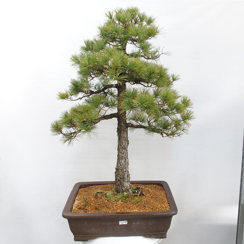 Bonsai im Freien - Pinus parviflora - kleine Kiefer