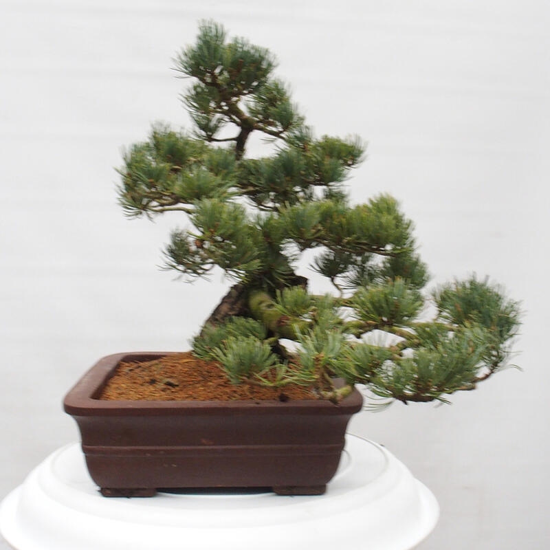 Bonsai im Freien - Pinus parviflora - kleine Kiefer