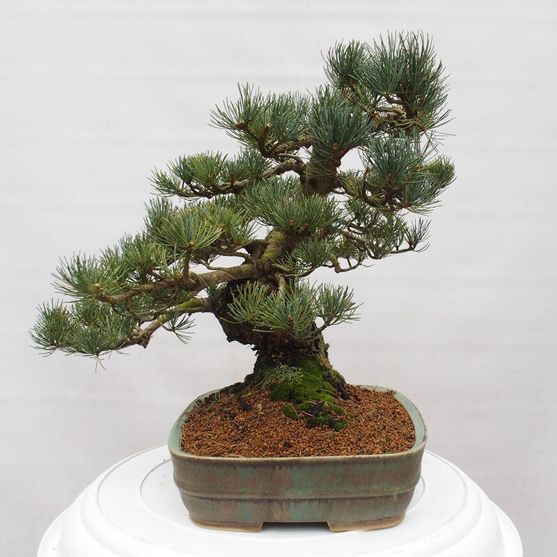 Bonsai im Freien - Pinus parviflora - kleine Kiefer