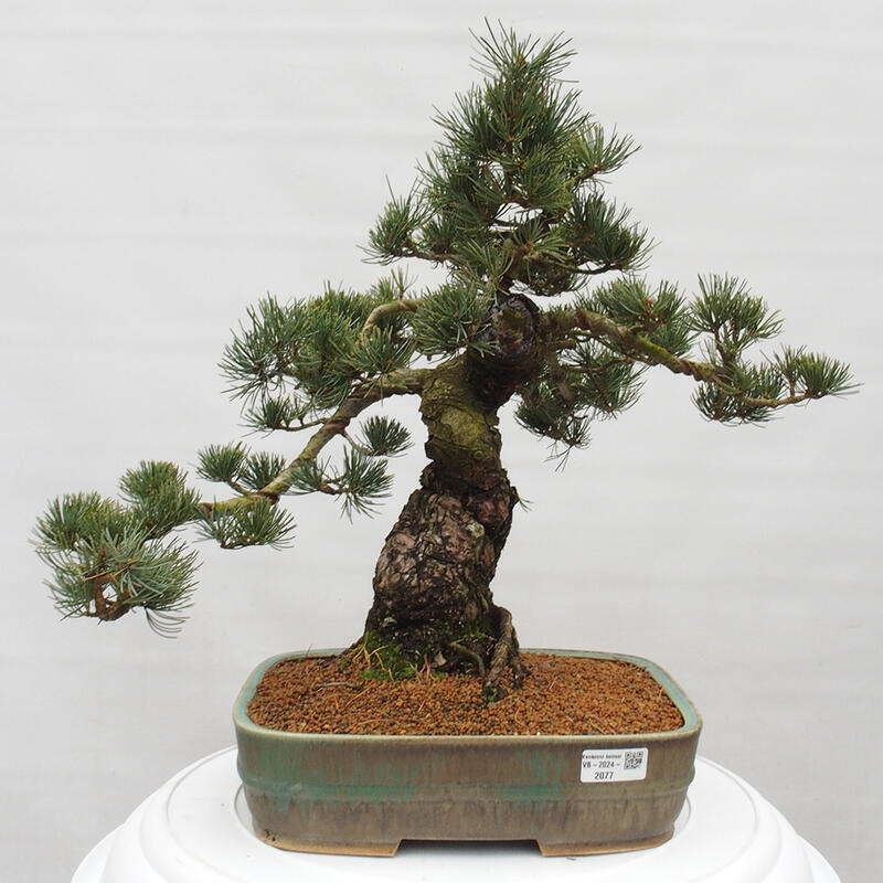 Bonsai im Freien - Pinus parviflora - kleine Kiefer