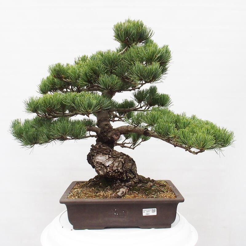 Bonsai im Freien - Pinus parviflora - kleine Kiefer