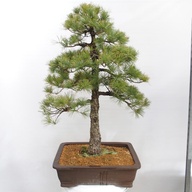 Bonsai im Freien - Pinus parviflora - kleine Kiefer