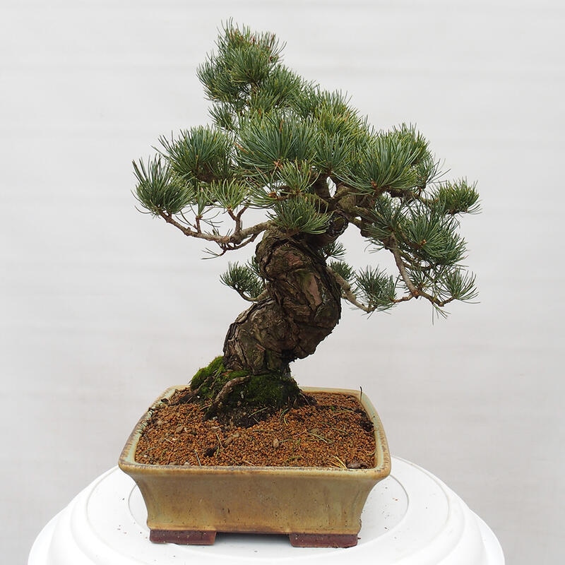 Bonsai im Freien - Pinus parviflora - kleine Kiefer