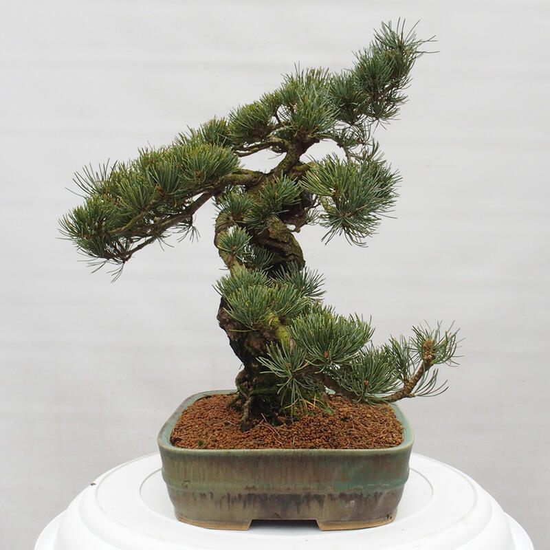 Bonsai im Freien - Pinus parviflora - kleine Kiefer