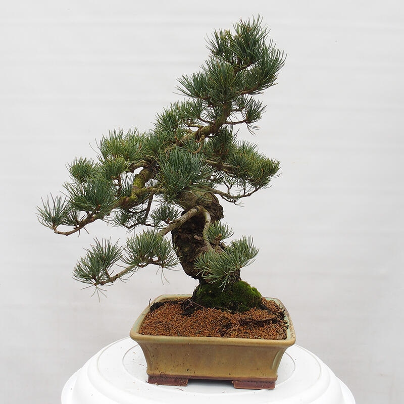 Bonsai im Freien - Pinus parviflora - kleine Kiefer