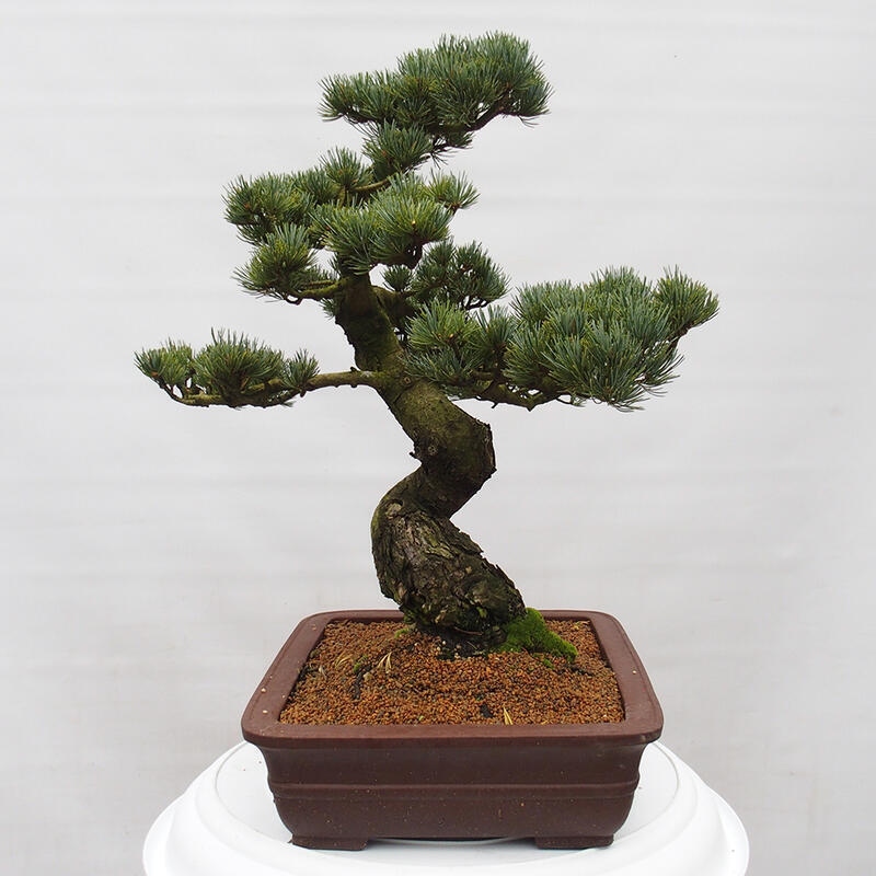 Bonsai im Freien - Pinus parviflora - kleine Kiefer