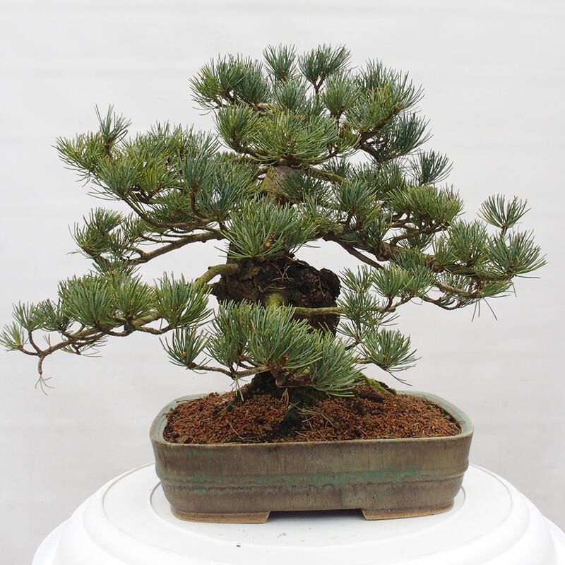 Bonsai im Freien - Pinus parviflora - kleine Kiefer