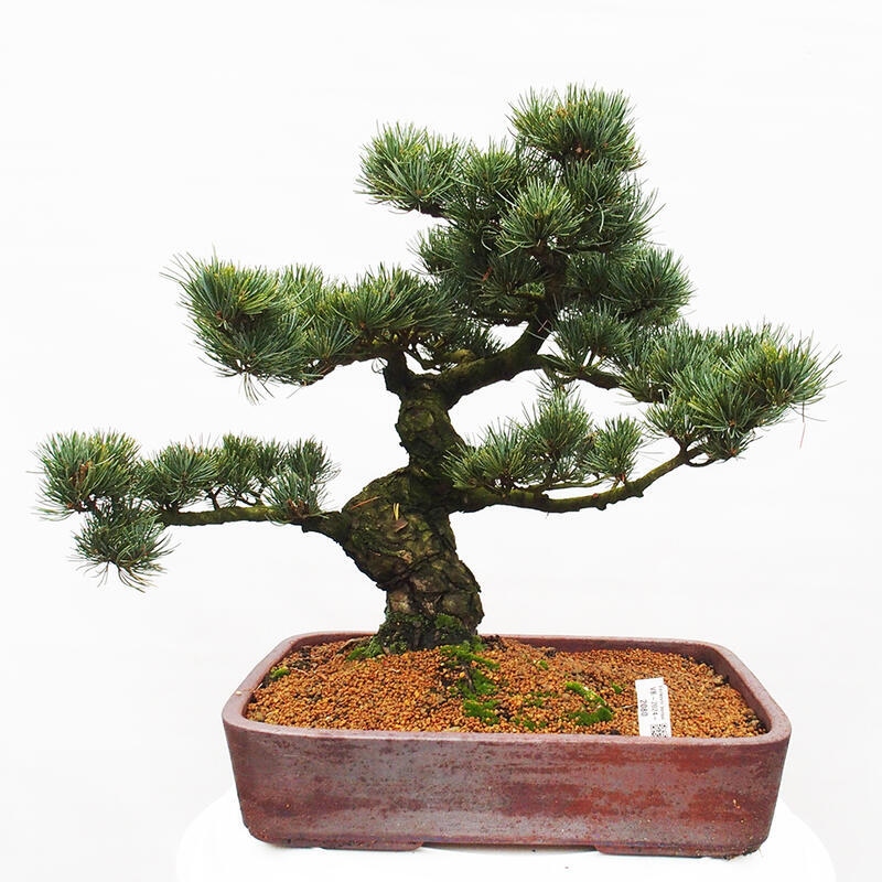 Bonsai im Freien - Pinus parviflora - kleine Kiefer