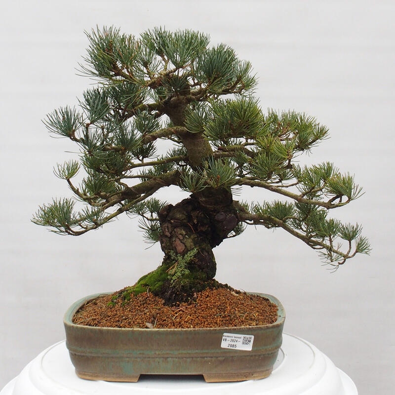 Bonsai im Freien - Pinus parviflora - kleine Kiefer