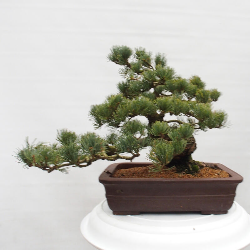 Bonsai im Freien - Pinus parviflora - kleine Kiefer