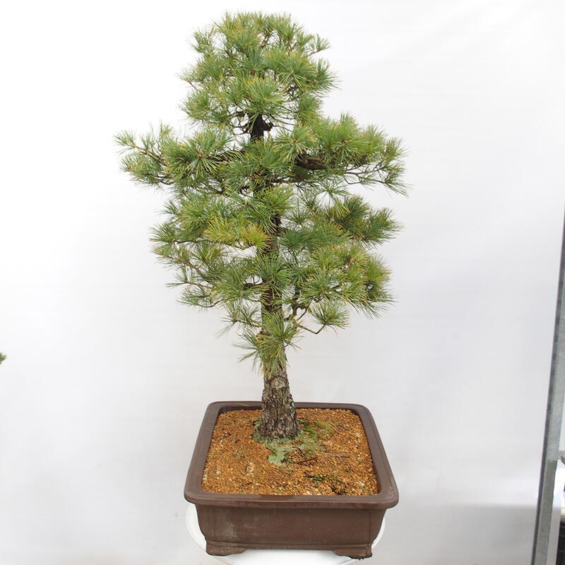 Bonsai im Freien - Pinus parviflora - kleine Kiefer