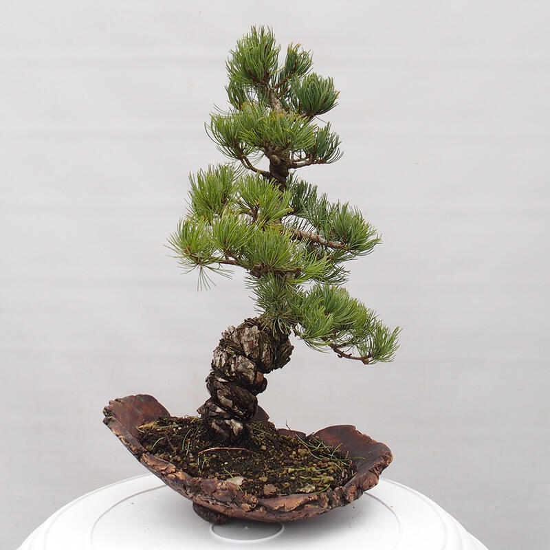 Bonsai im Freien - Pinus parviflora - kleine Kiefer