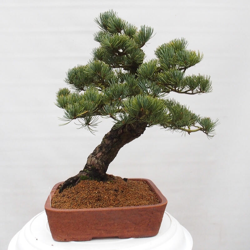 Bonsai im Freien - Pinus parviflora - kleine Kiefer