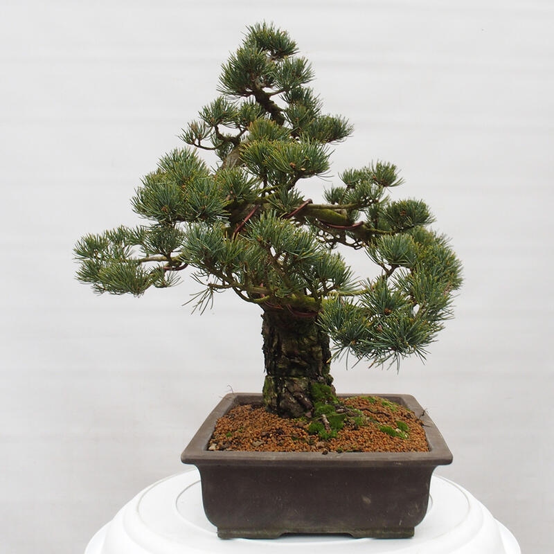 Bonsai im Freien - Pinus parviflora - kleine Kiefer