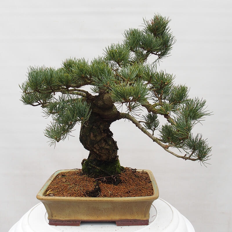 Bonsai im Freien - Pinus parviflora - kleine Kiefer