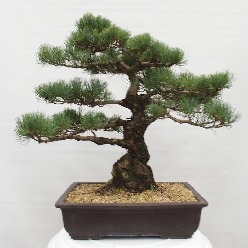 Bonsai im Freien - Pinus parviflora - kleine Kiefer