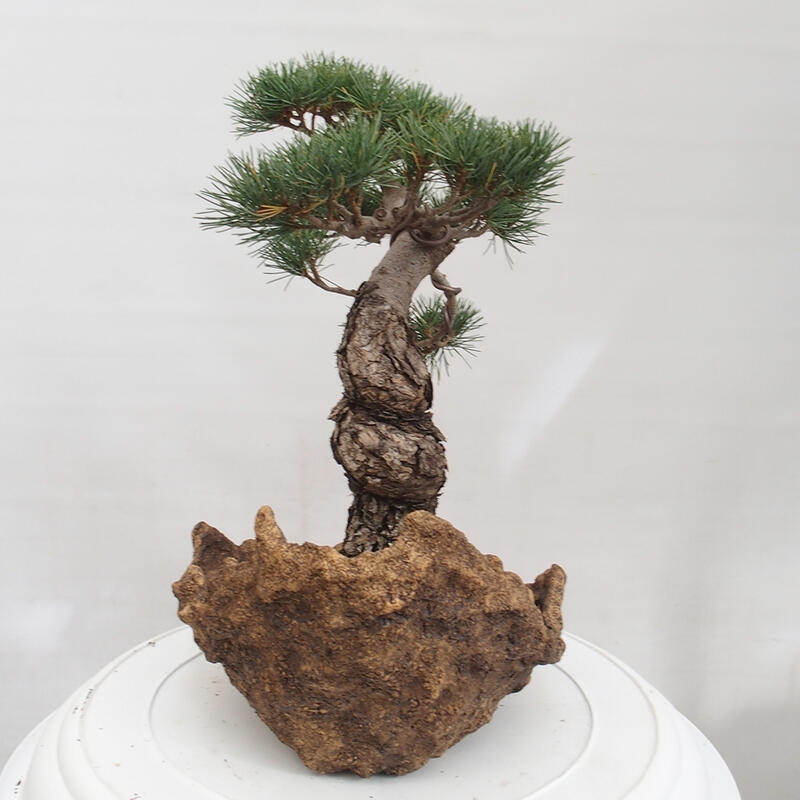 Bonsai im Freien - Pinus parviflora - kleine Kiefer