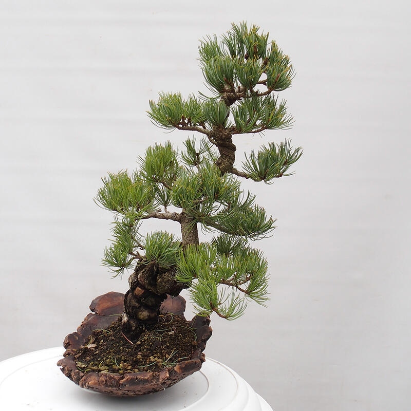 Bonsai im Freien - Pinus parviflora - kleine Kiefer