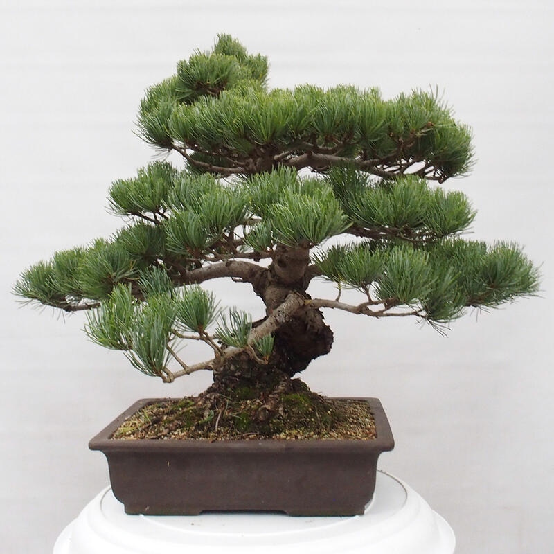 Bonsai im Freien - Pinus parviflora - kleine Kiefer