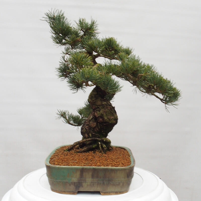 Bonsai im Freien - Pinus parviflora - kleine Kiefer