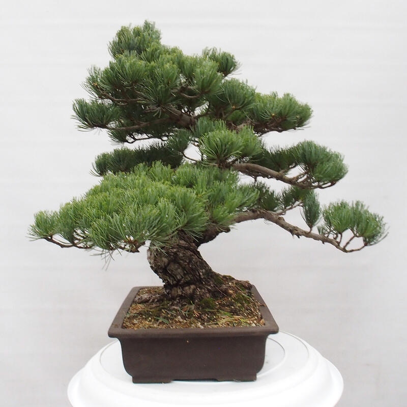 Bonsai im Freien - Pinus parviflora - kleine Kiefer