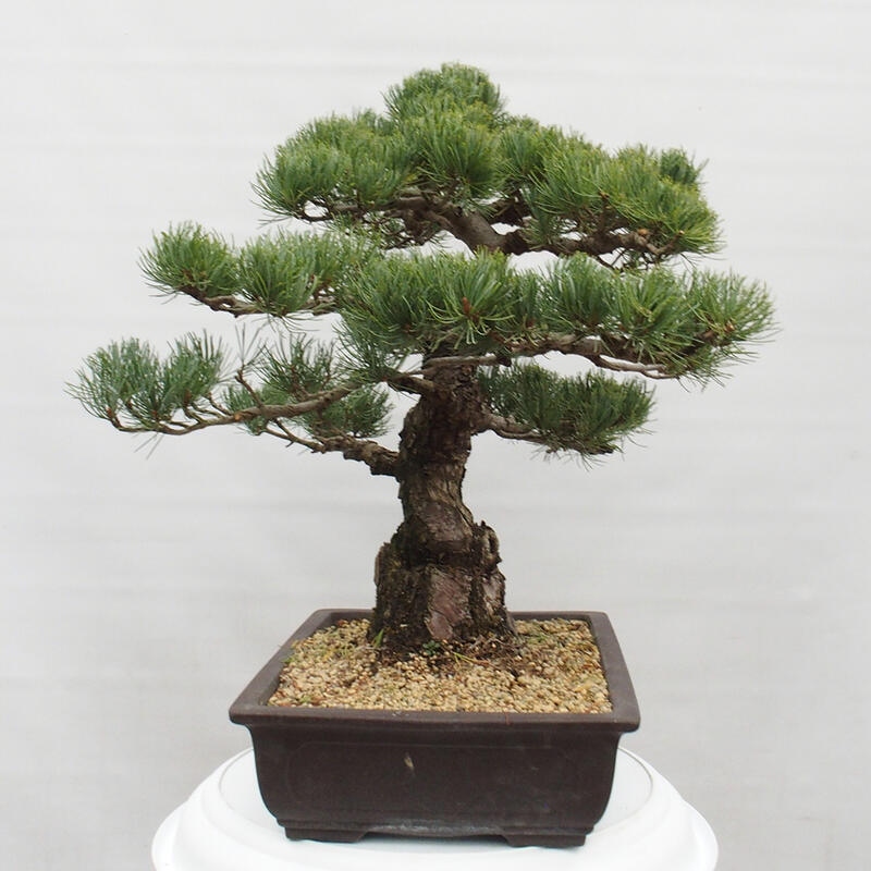 Bonsai im Freien - Pinus parviflora - kleine Kiefer