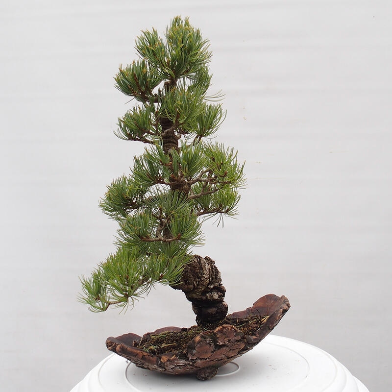 Bonsai im Freien - Pinus parviflora - kleine Kiefer