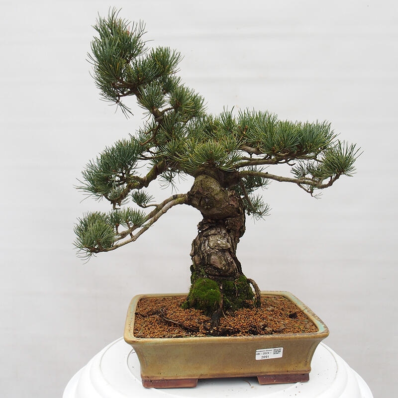 Bonsai im Freien - Pinus parviflora - kleine Kiefer