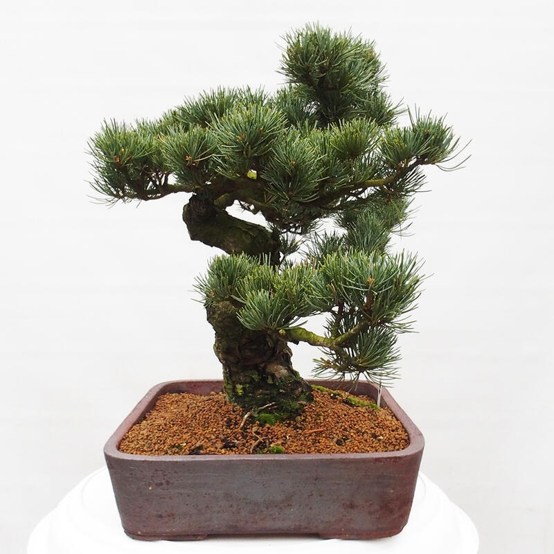 Bonsai im Freien - Pinus parviflora - kleine Kiefer