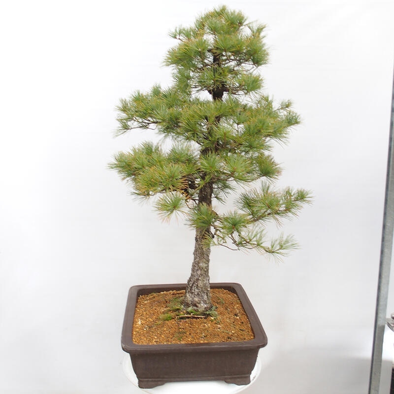 Bonsai im Freien - Pinus parviflora - kleine Kiefer