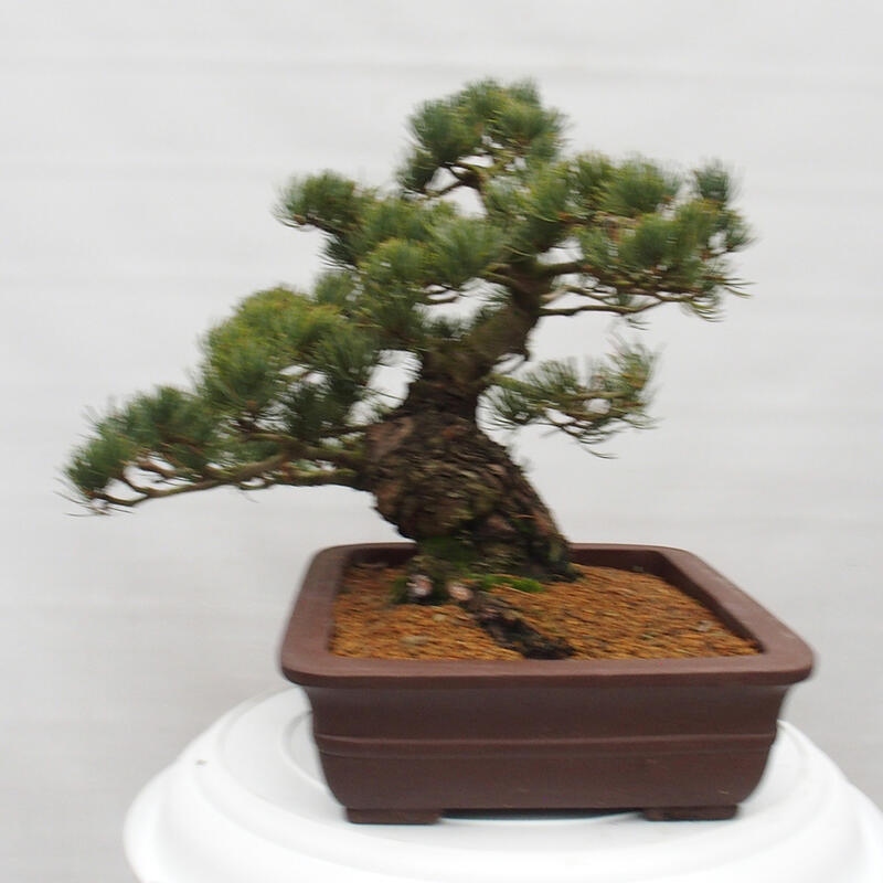 Bonsai im Freien - Pinus parviflora - kleine Kiefer