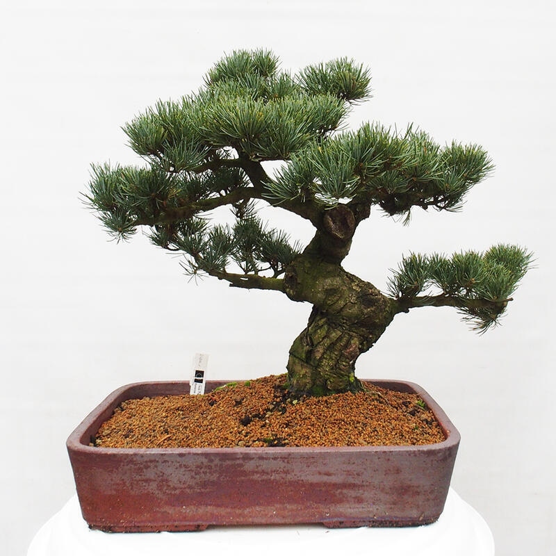 Bonsai im Freien - Pinus parviflora - kleine Kiefer