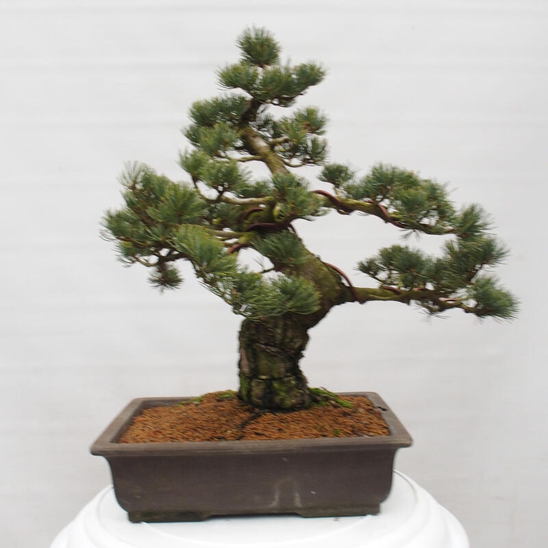 Bonsai im Freien - Pinus parviflora - kleine Kiefer