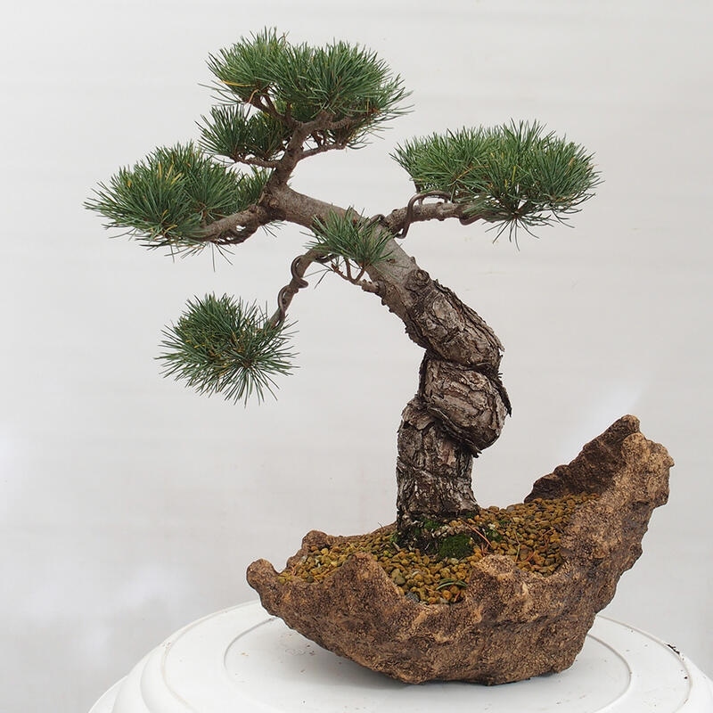 Bonsai im Freien - Pinus parviflora - kleine Kiefer