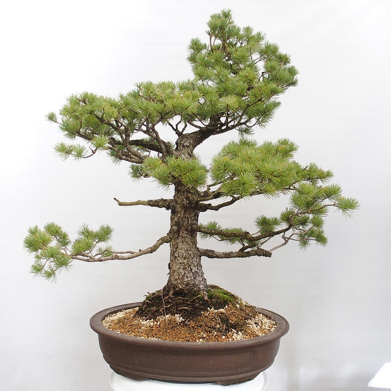 Bonsai im Freien - Pinus parviflora - kleine Kiefer