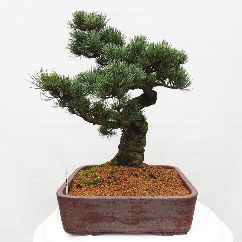 Bonsai im Freien - Pinus parviflora - kleine Kiefer