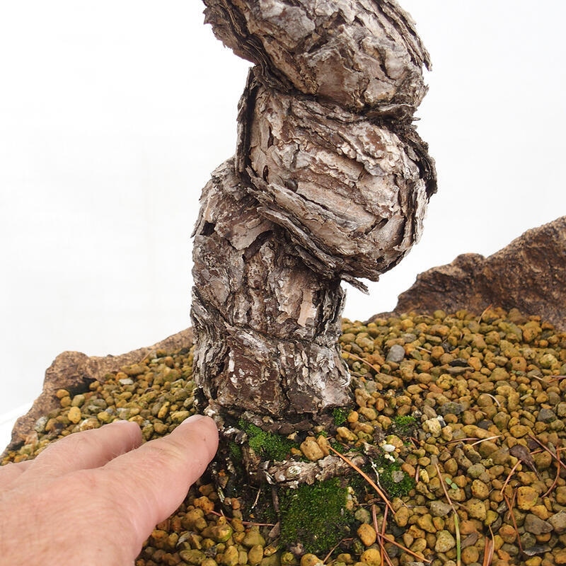 Bonsai im Freien - Pinus parviflora - kleine Kiefer