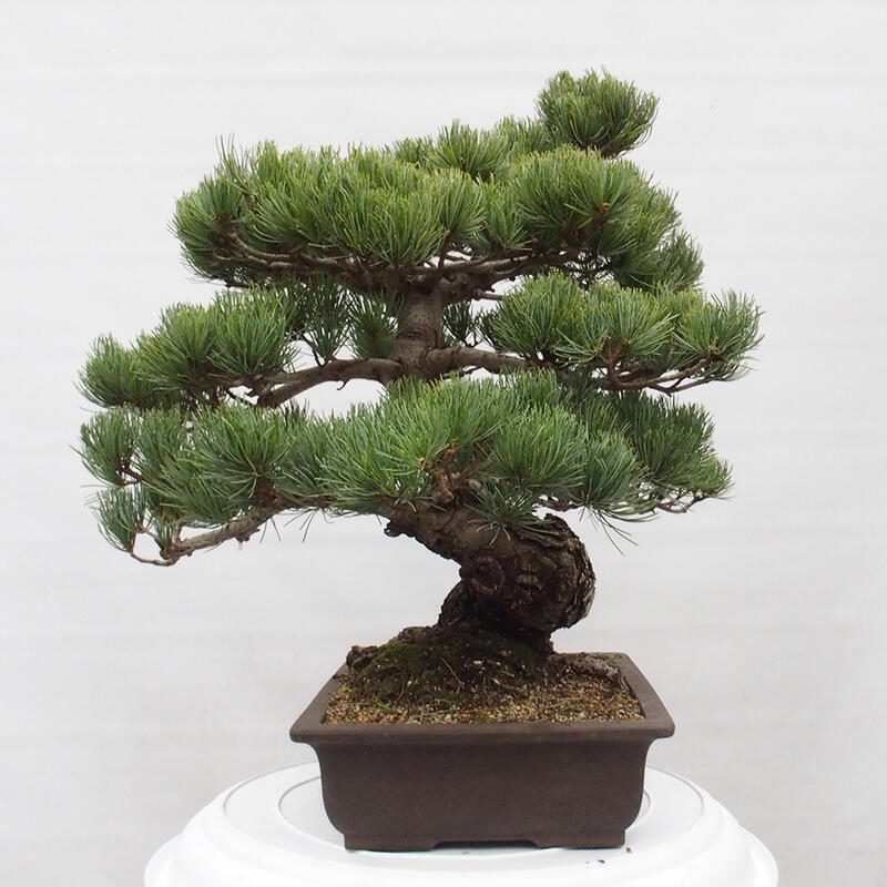 Bonsai im Freien - Pinus parviflora - kleine Kiefer