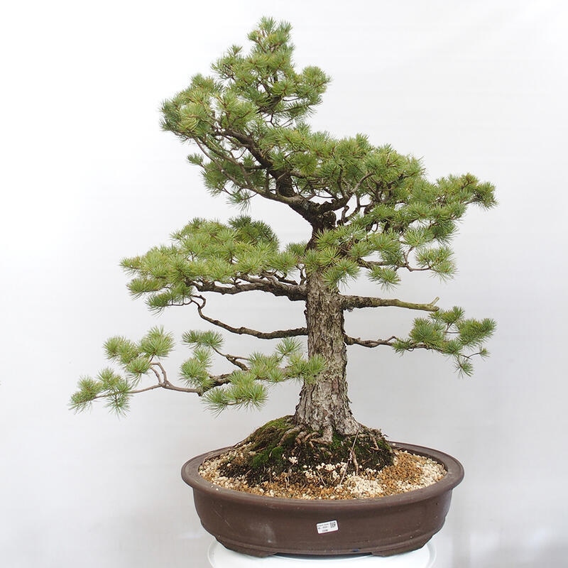 Bonsai im Freien - Pinus parviflora - kleine Kiefer