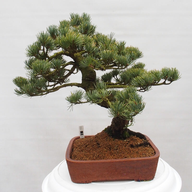 Bonsai im Freien - Pinus parviflora - kleine Kiefer