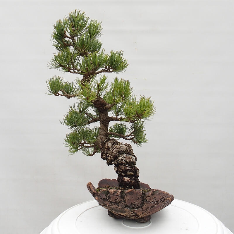 Bonsai im Freien - Pinus parviflora - kleine Kiefer