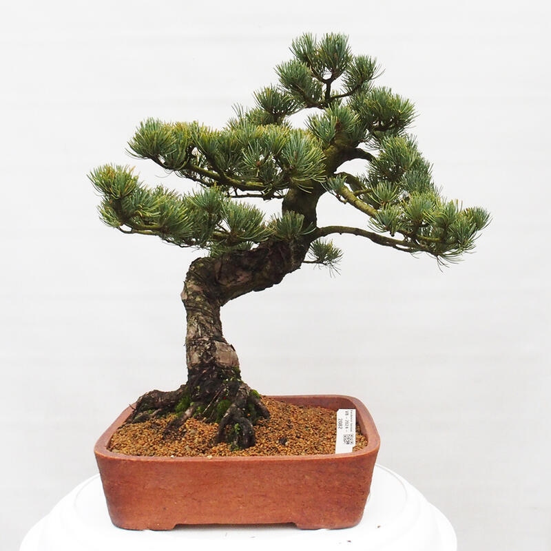 Bonsai im Freien - Pinus parviflora - kleine Kiefer