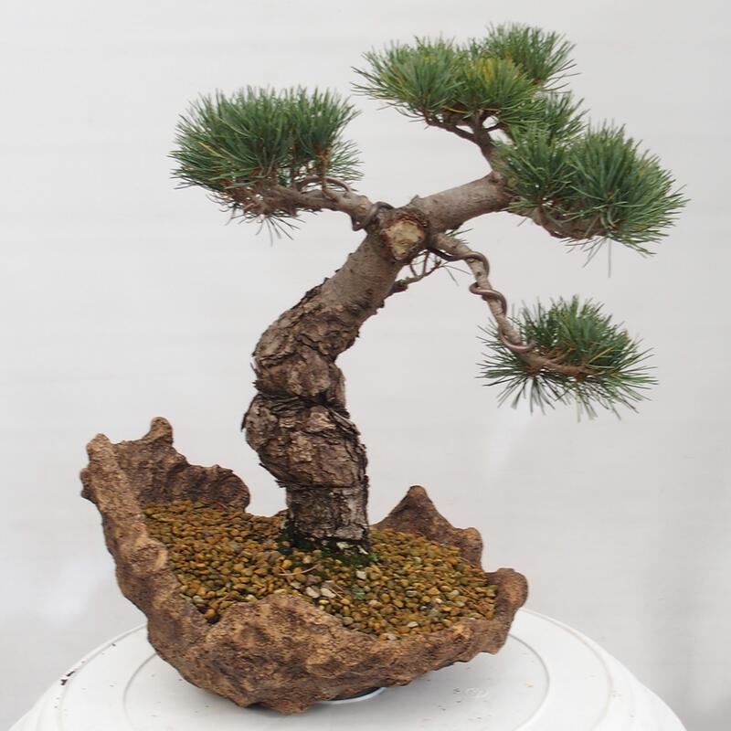 Bonsai im Freien - Pinus parviflora - kleine Kiefer