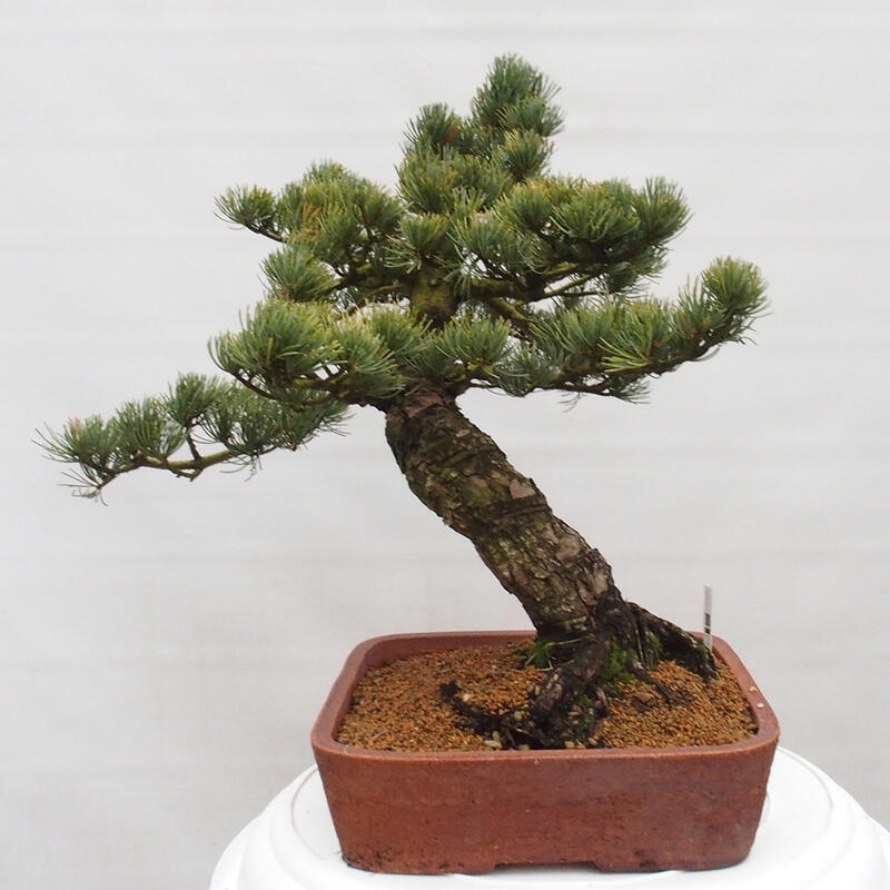 Bonsai im Freien - Pinus parviflora - kleine Kiefer