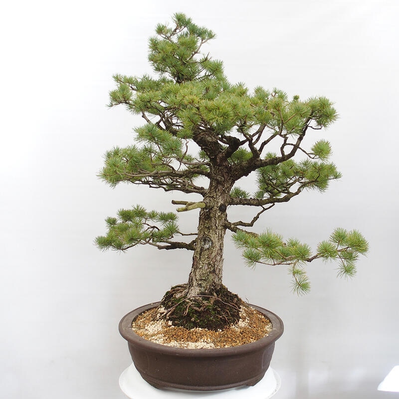 Bonsai im Freien - Pinus parviflora - kleine Kiefer