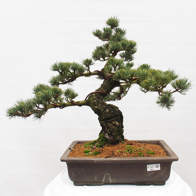 Bonsai im Freien - Pinus parviflora - kleine Kiefer