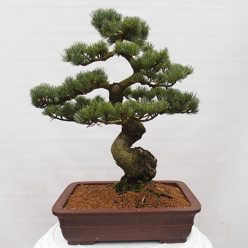 Bonsai im Freien - Pinus parviflora - kleine Kiefer